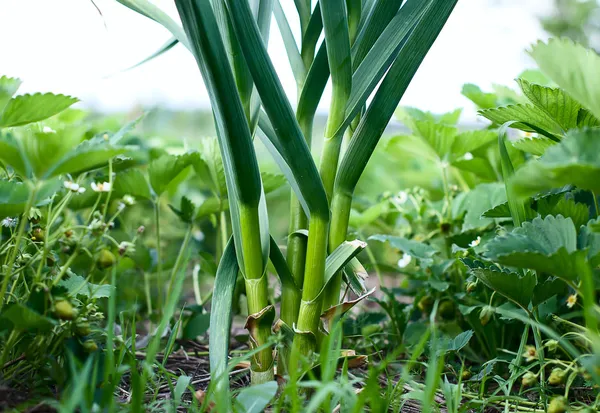 Några vitlök lökar med toppar på marken — Stockfoto