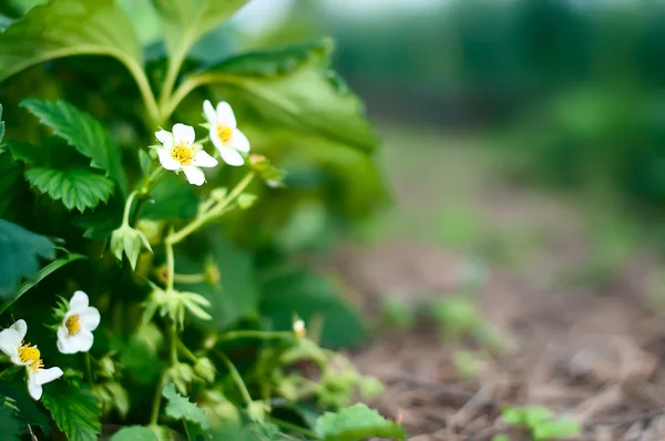 Strawberry blomma — Stockfoto