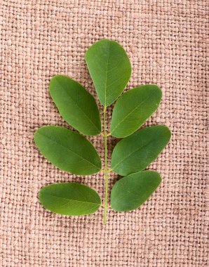 Akasya beyaz zemin üzerine izole taze yaprakları ile küçük dal.