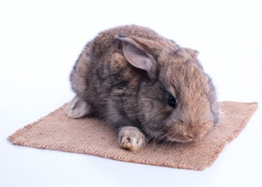 Paskalya tavşanı sikkeler, beyaz bir arka plan üzerinde izole dolu bir çanta