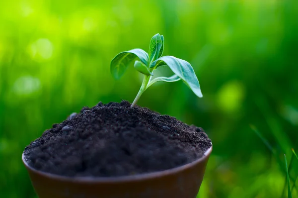 Pequeño brote sobre un fondo de hierba verde — Foto de Stock