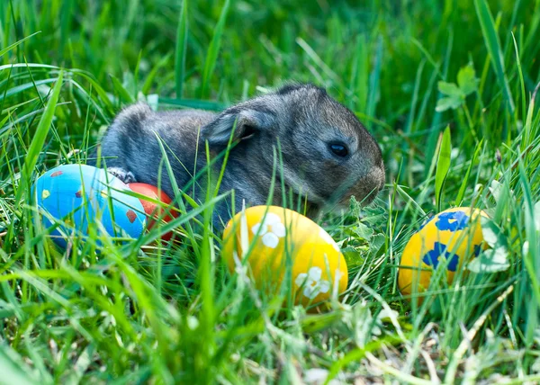 Kleiner Osterhase sitzt im Gras — Stockfoto