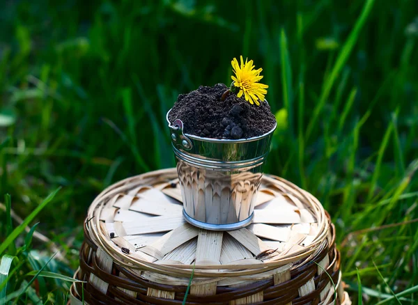 A small bucket with dandelions on a grass background — Stock Photo, Image