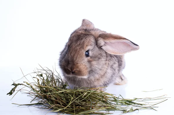 Серый кролик ест сено над белым — стоковое фото