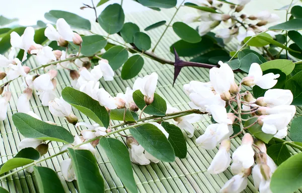 Цветы акации с листьями на белом — стоковое фото
