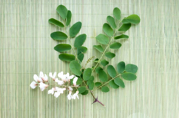 Akazienblüten mit Blättern auf weißem Grund — Stockfoto