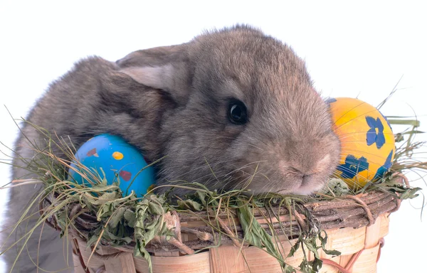 Маленький пасхальный кролик и пасхальные яйца на зеленой траве — стоковое фото