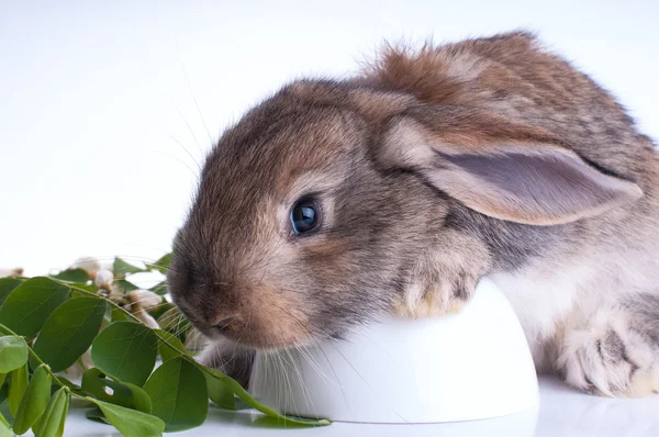 Illustrtion of a bunny sitting on a stump with green leaves on a white background — Stock Photo, Image