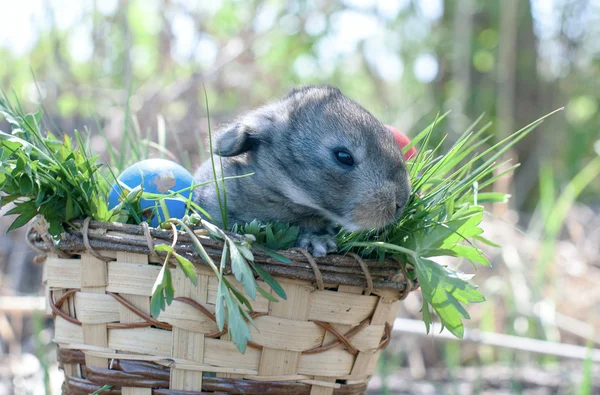 Çimenlere oturup küçük Paskalya tavşanı — Stok fotoğraf