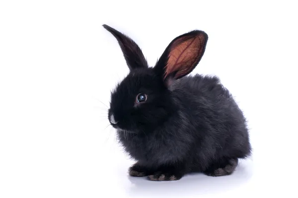 Close-up of cute black rabbit eating green salad — Stock Photo, Image