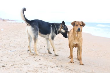 Köpekler sahilde koşuyor.