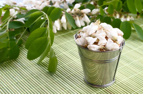 Blüten bacopa (sutera diffusus) im gelben Eimer. isoliert auf weiß. — Stockfoto