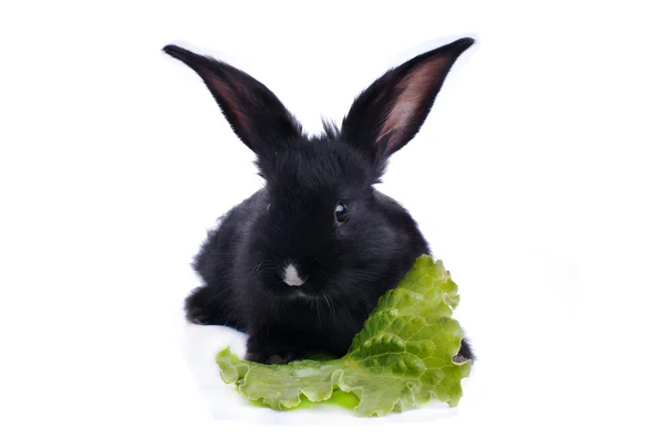 Conejo negro sobre fondo blanco —  Fotos de Stock