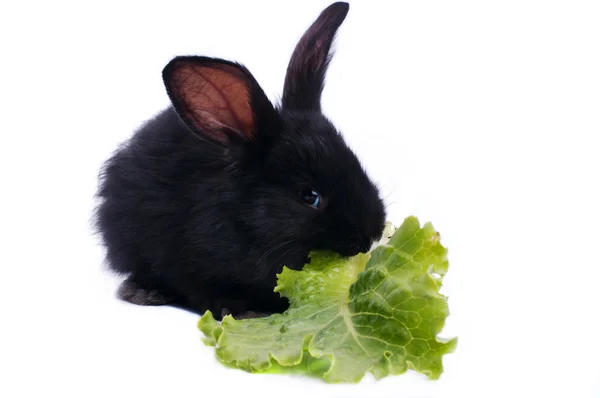 Conejo negro sobre fondo blanco — Foto de Stock