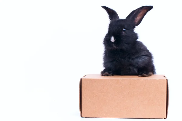 Kleine konijn in de buurt van het vak met cadeau — Stockfoto