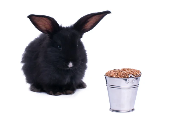 Черный кролик на белом фоне — стоковое фото