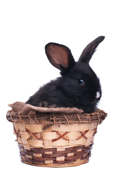 Black rabbit on a white background — Stock Photo, Image