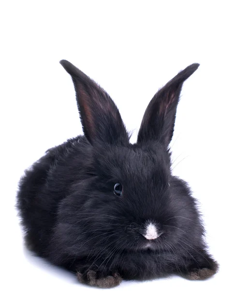 Black rabbit on a white background — Stock Photo, Image