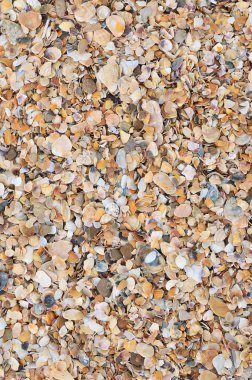 Rüzgar blow bereli dalgası.