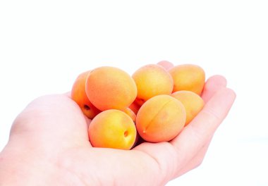 Kayısı kesmek bir el mans