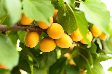 Olgun kayısı büyümek