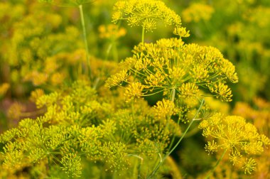 dereotu mutfak ot detay.