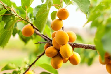 Olgun kayısı büyümek