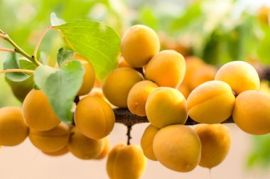 Olgun kayısı büyümek