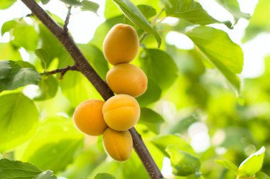 Olgun kayısı büyümek