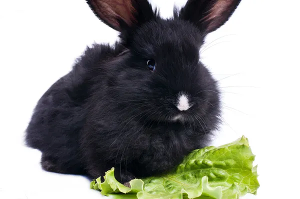 Cute black rabbit eating green salad — Stock Photo, Image