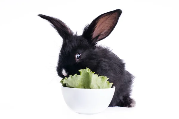 Cute black rabbit eating green salad Stock Picture