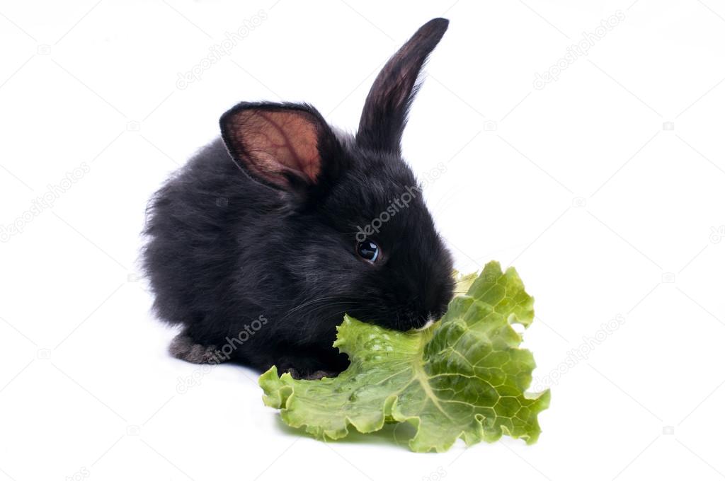 Cute black rabbit eating green salad