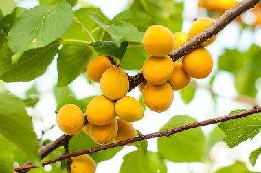Olgun kayısı büyümek