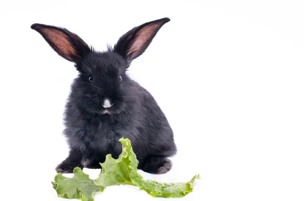 Nettes schwarzes Kaninchen isst grünen Salat — Stockfoto