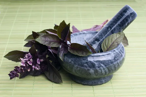 Fresh basil leaves — Stock Photo, Image