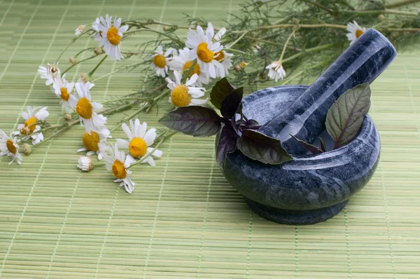 Hojas de albahaca fresca — Foto de Stock