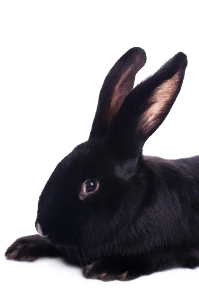 Small racy dwarf black bunny — Stock Photo, Image