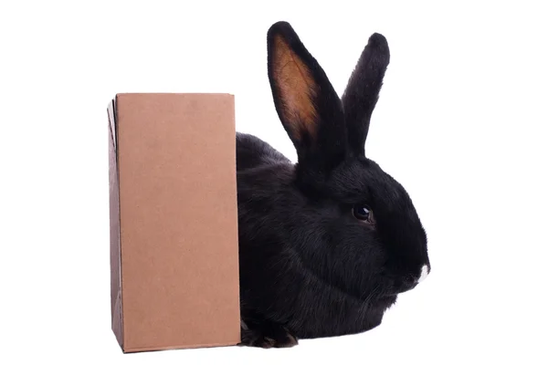 Small racy dwarf black bunny — Stock Photo, Image