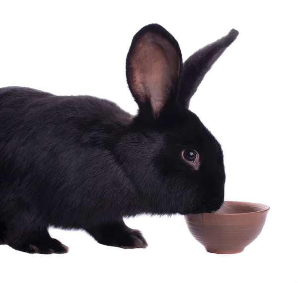 Small racy dwarf black bunny — Stock Photo, Image