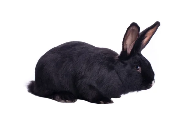 Pequeno coelho preto anão atrevido — Fotografia de Stock