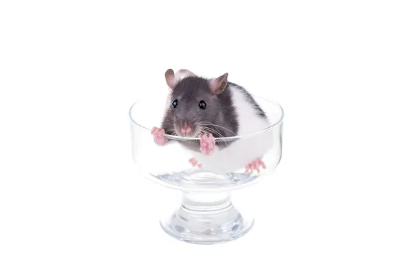 Young small rat in a cup — Stock Photo, Image