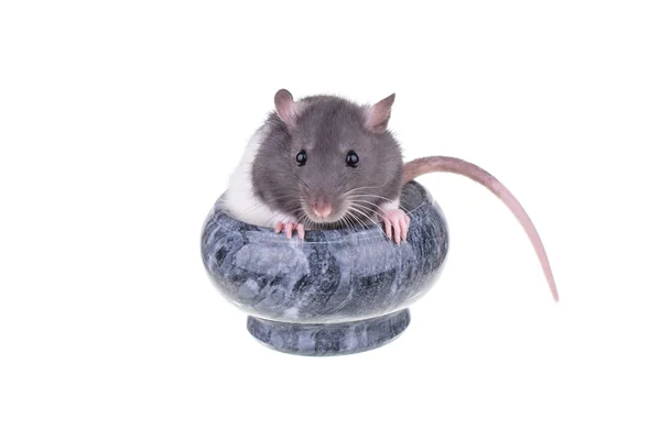 Junge kleine Ratte im Becher — Stockfoto