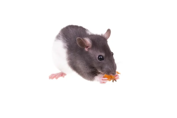 Rato pequeno jovem em uma xícara — Fotografia de Stock