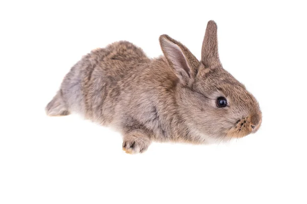 Conejo sentado contra — Foto de Stock