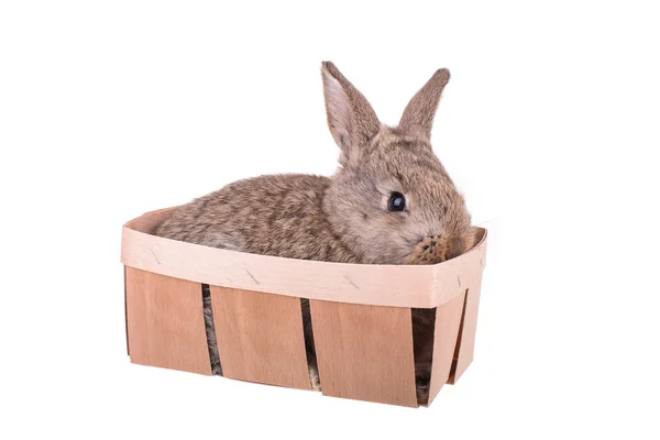 A small rabbit in a basket isolated — Stock Photo, Image