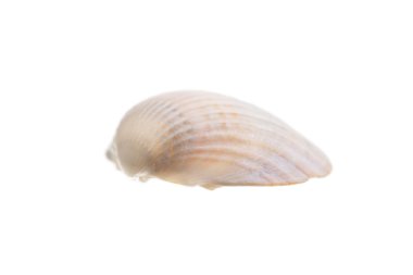 deniz kabuğu beyaz üzerine izole