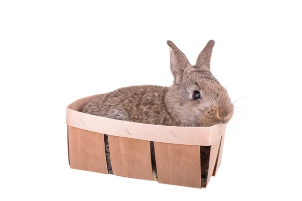 A small rabbit in a basket isolated — Stock Photo, Image