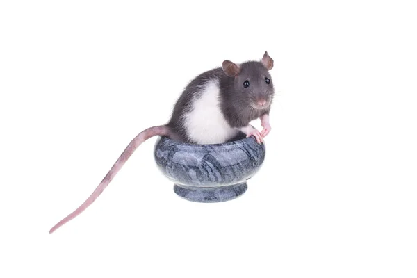 Junge kleine Ratte im Becher — Stockfoto