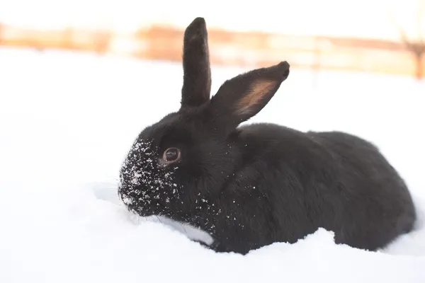 Hare in winter — Stock Image Hare in winter Stock Image
