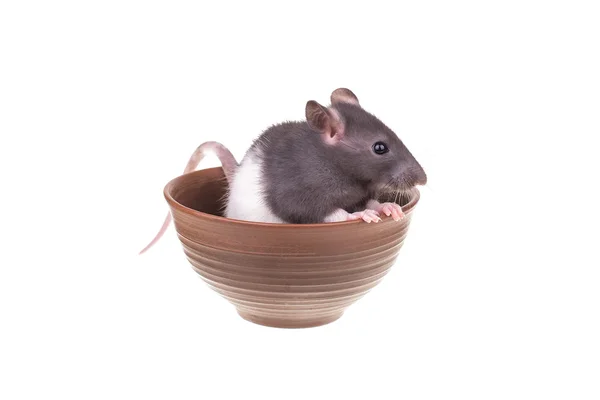 Jeune petit rat dans une tasse — Photo